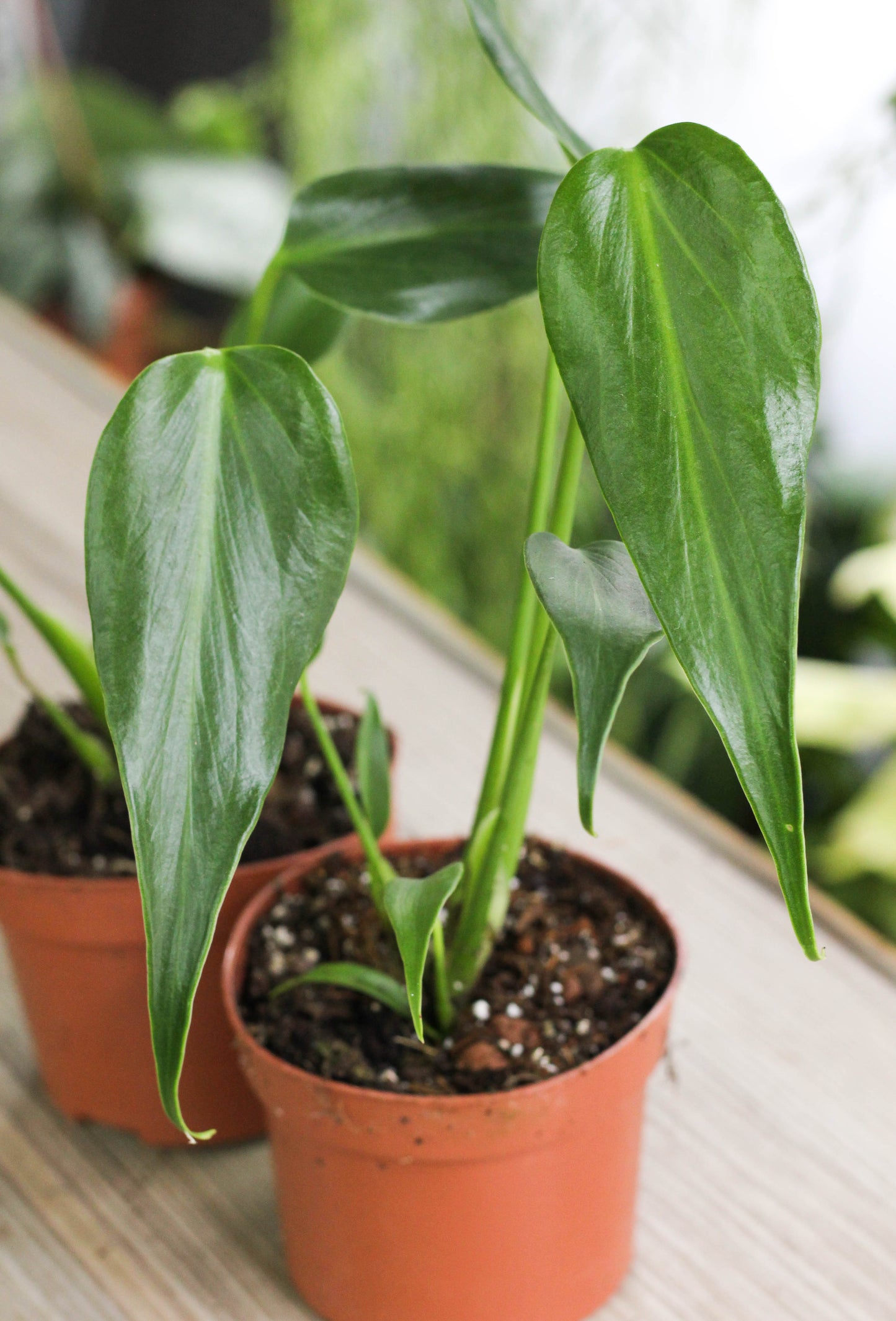 Monstera Burle Marx Flame