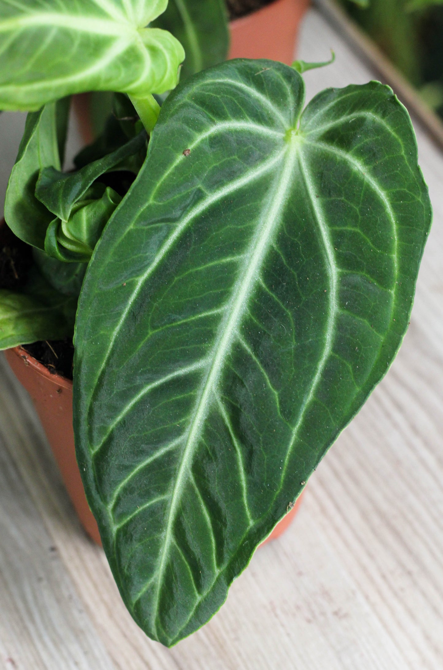 Anthurium Villanaorum