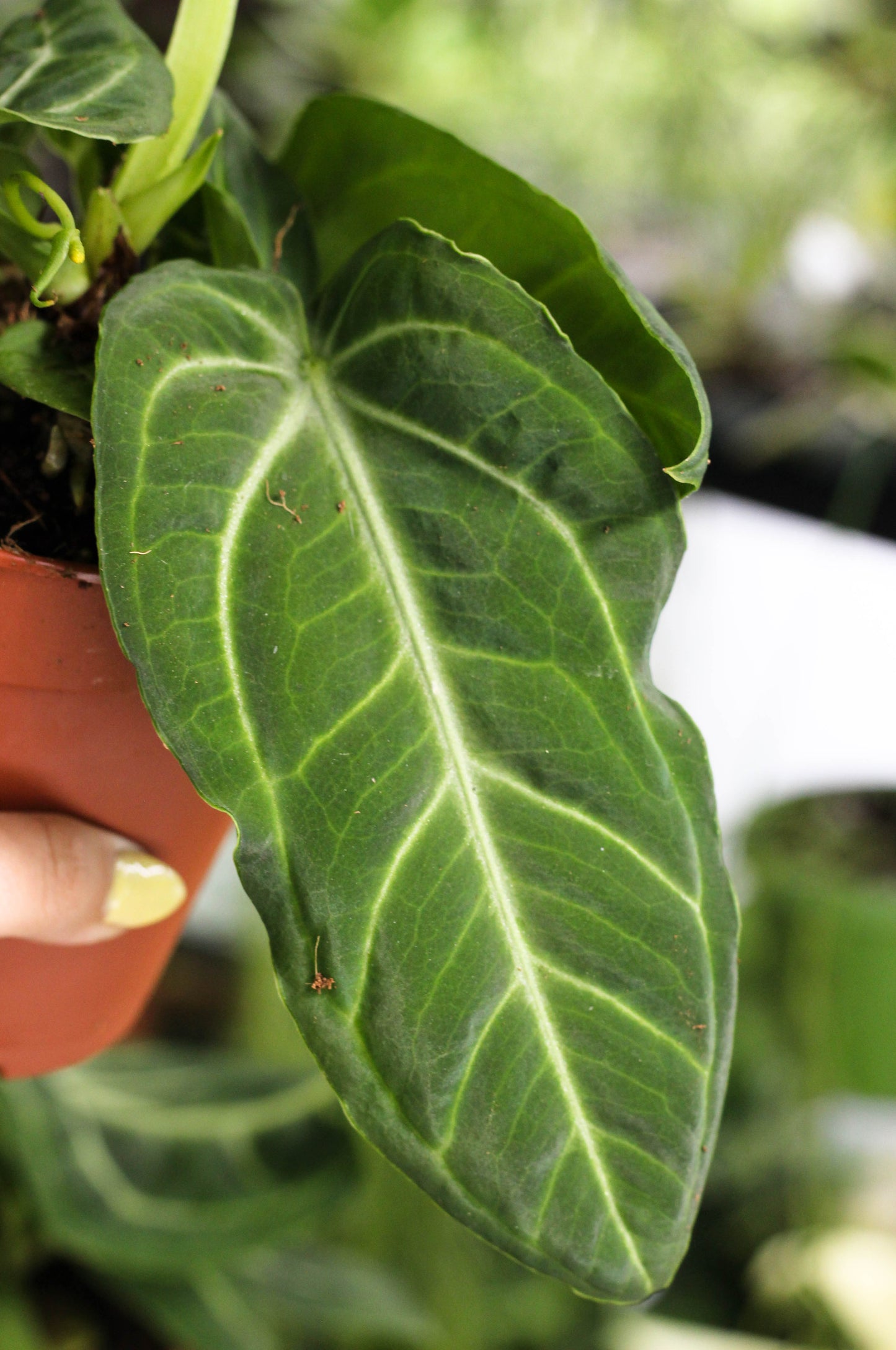 Anthurium Villanaorum