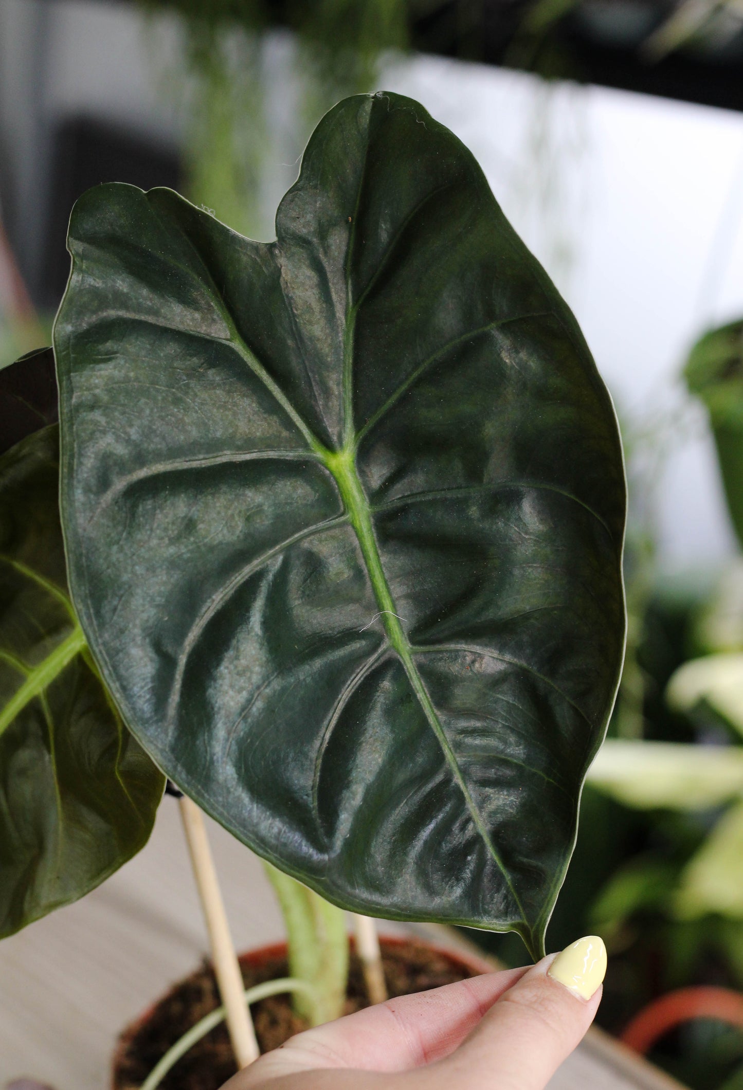 Alocasia Golden Bone