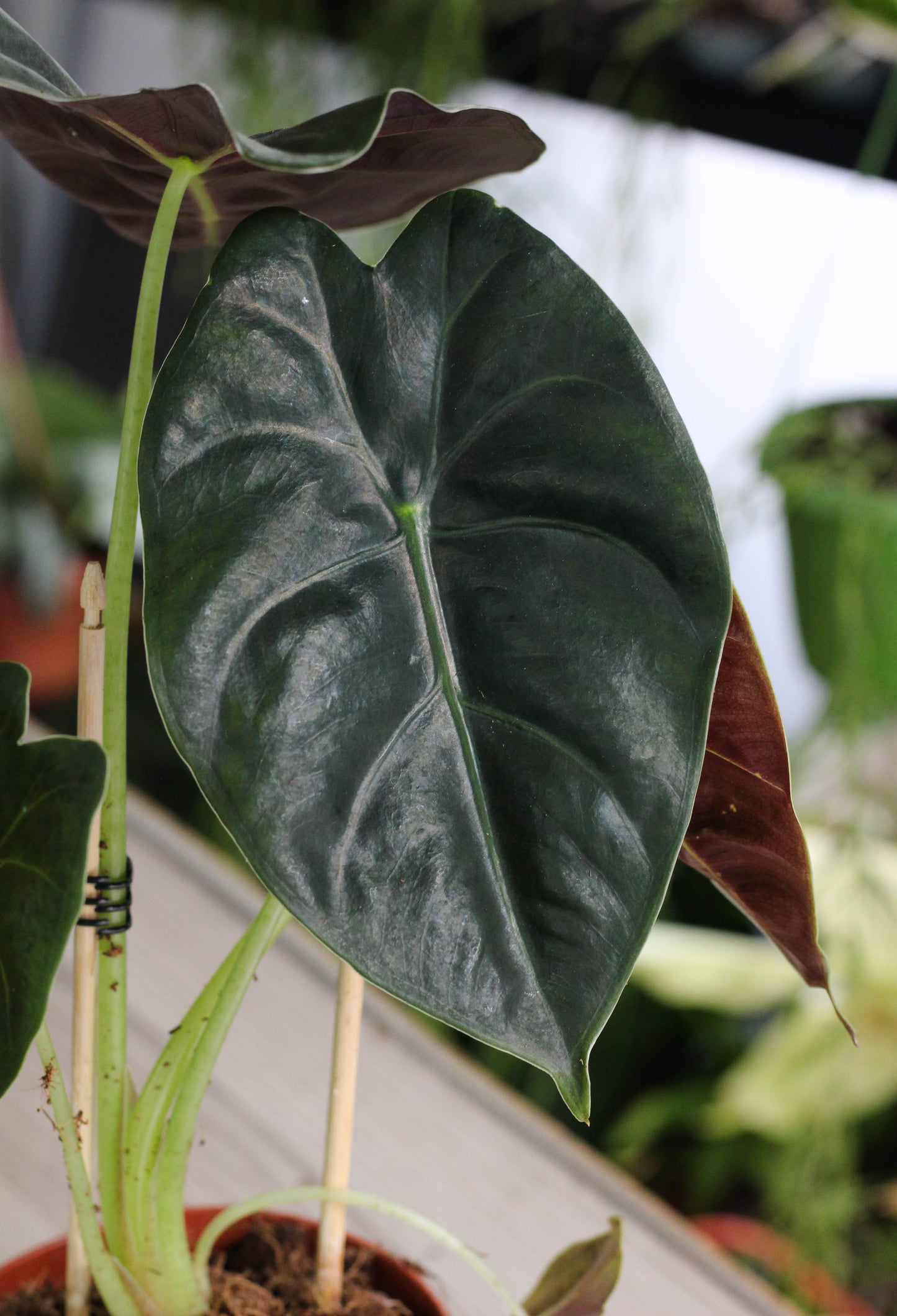 Alocasia Golden Bone