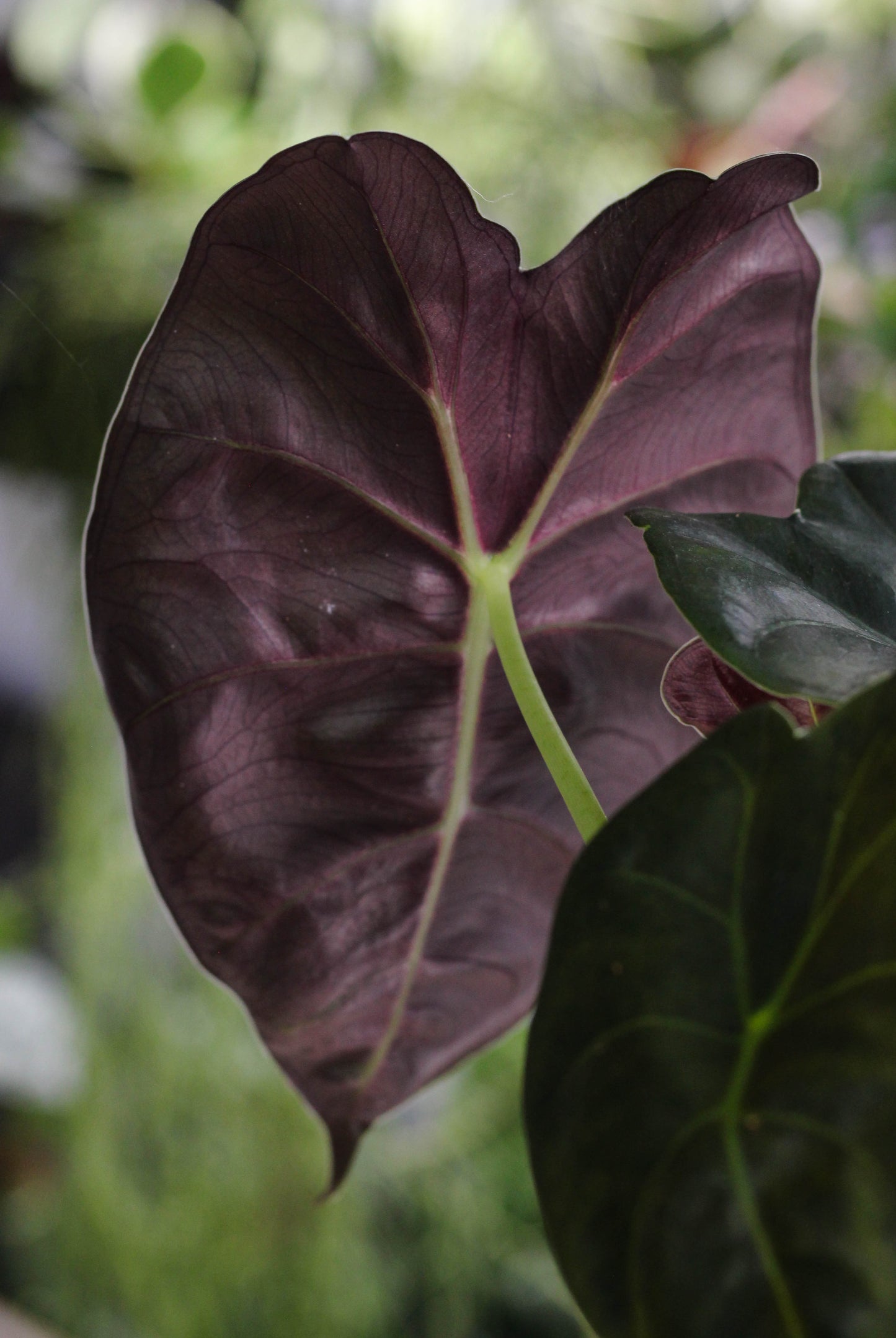 Alocasia Golden Bone