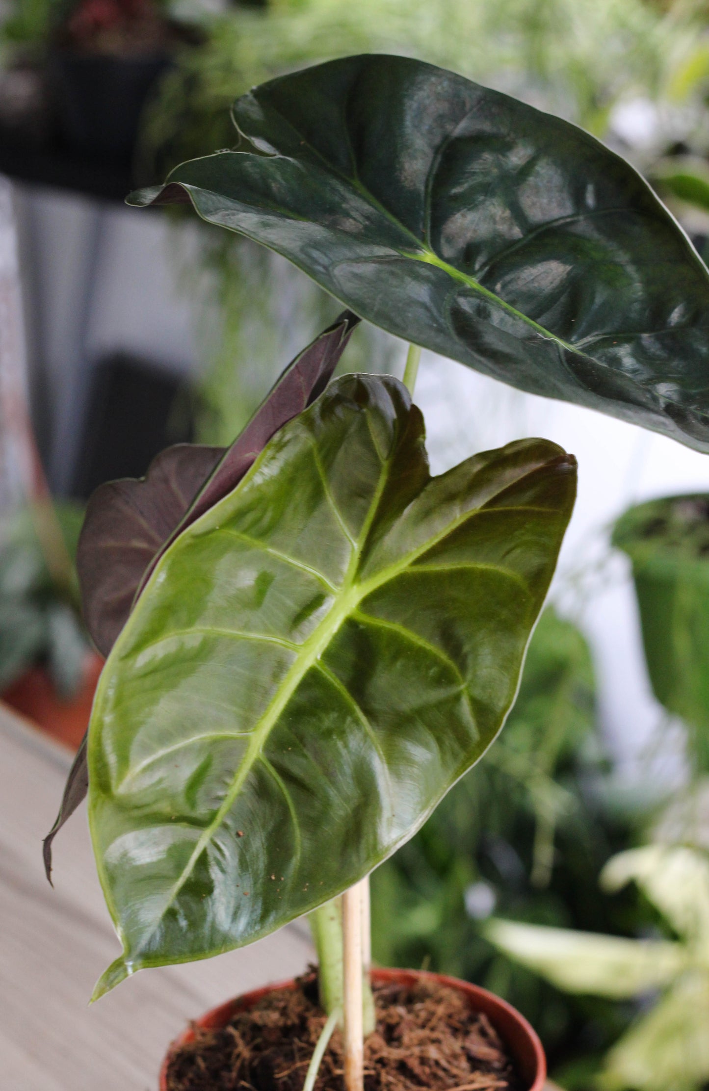 Alocasia Golden Bone