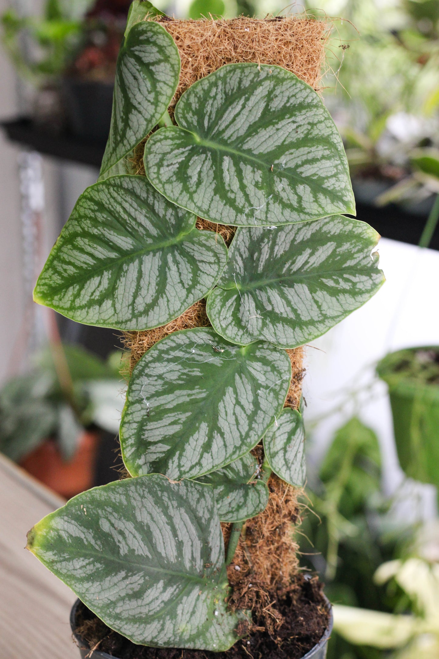 Monstera Dubia