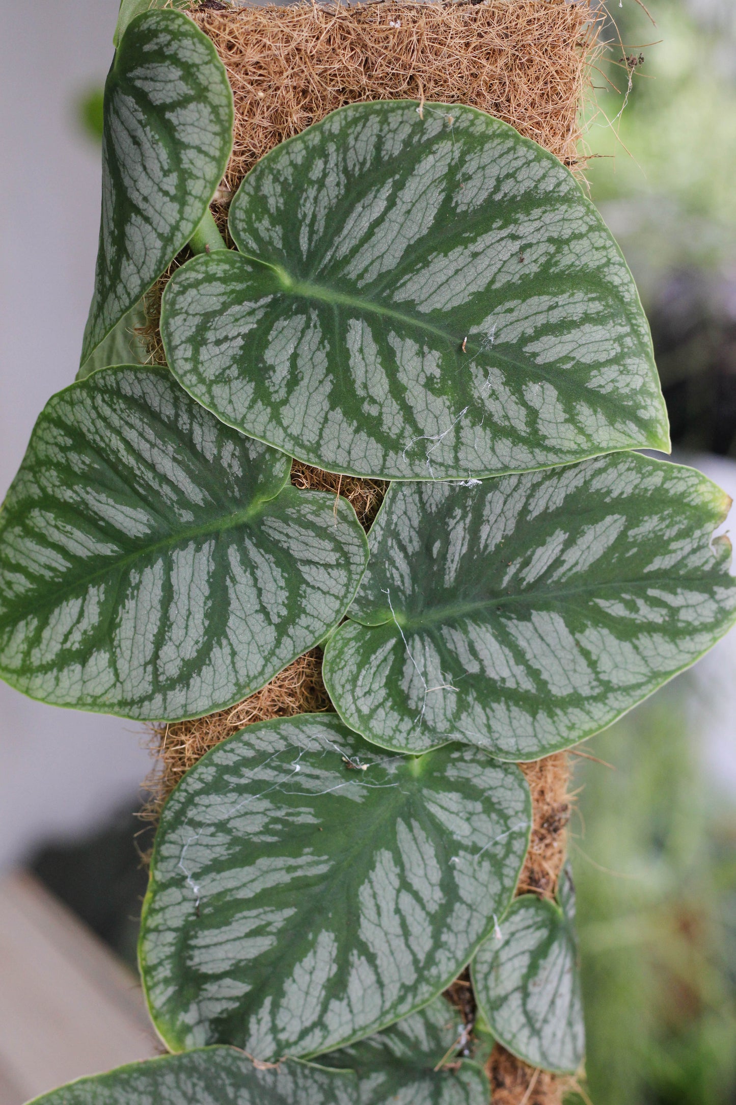 Monstera Dubia