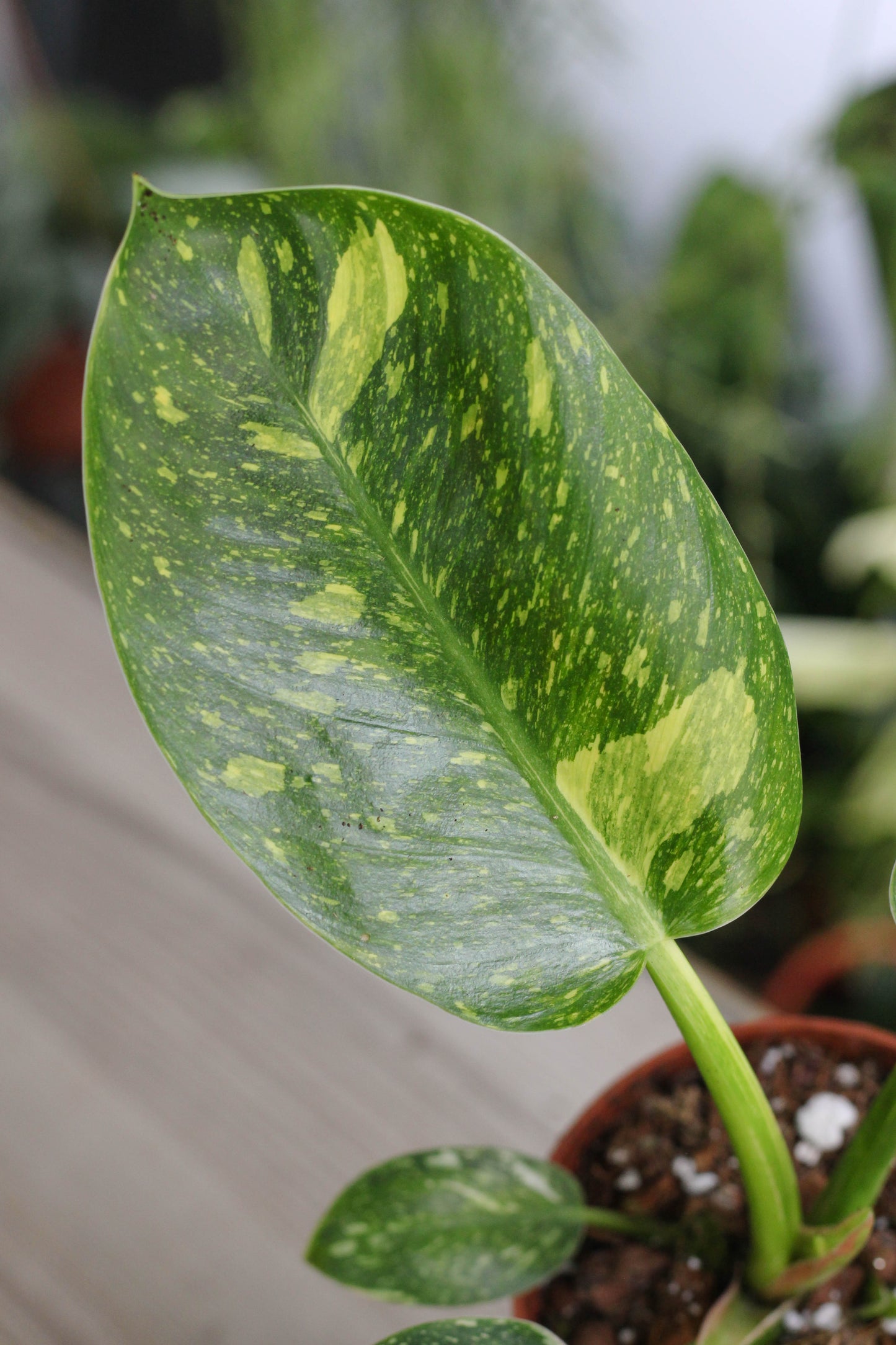 Philodendron Green Congo Variegated