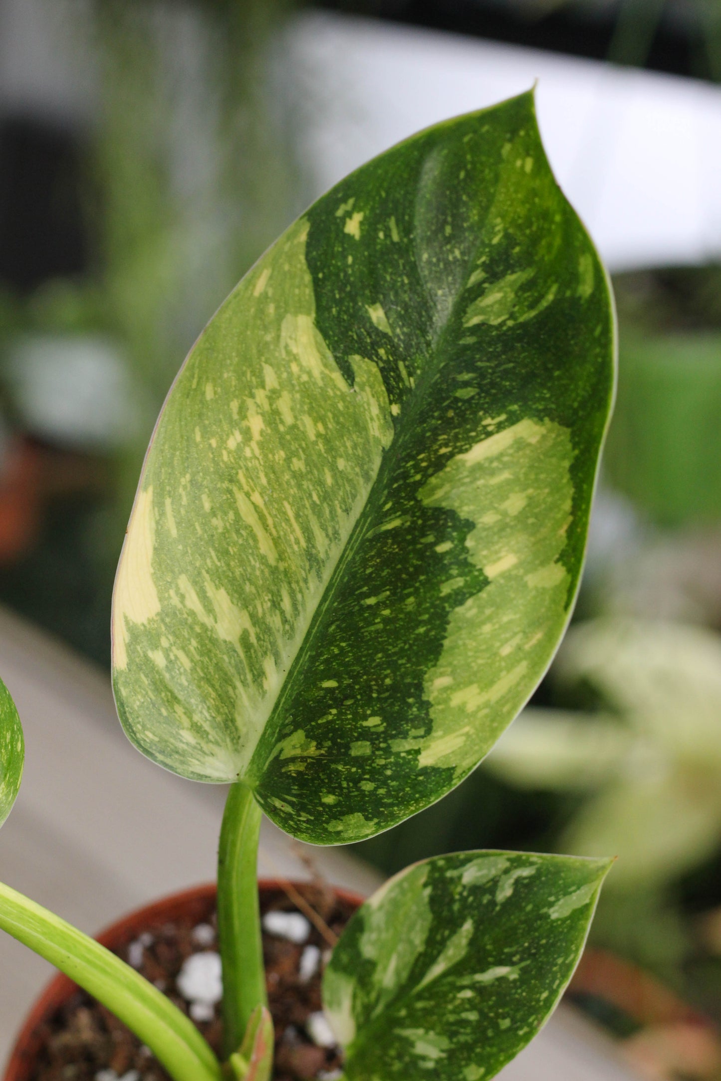 Philodendron Green Congo Variegated