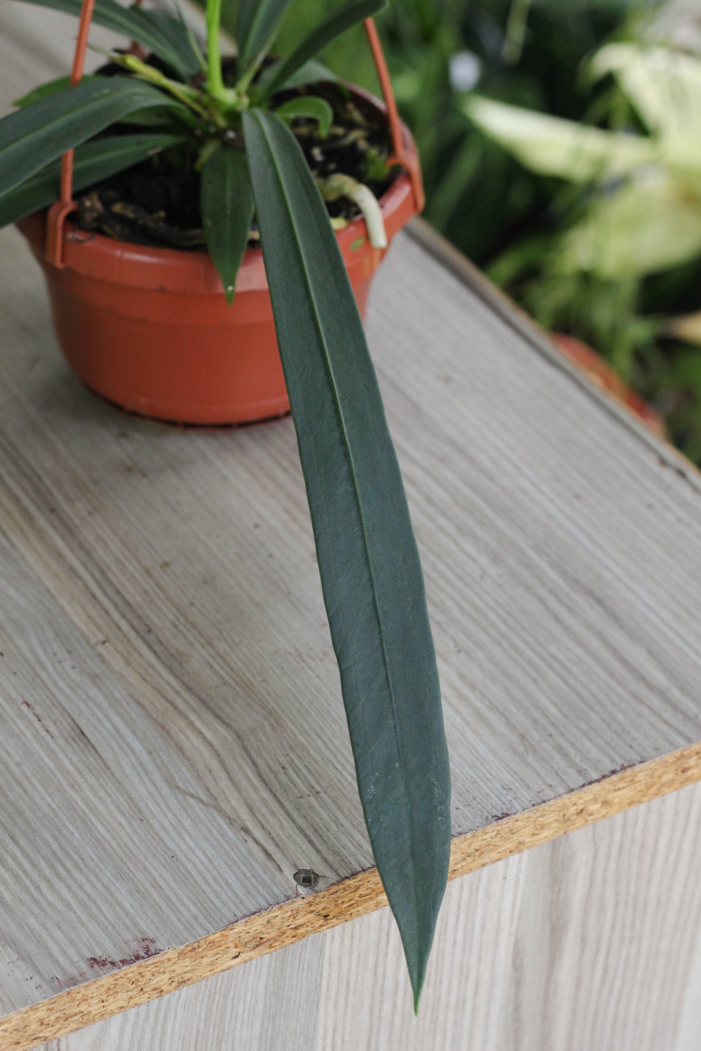 Anthurium Vittarifolium