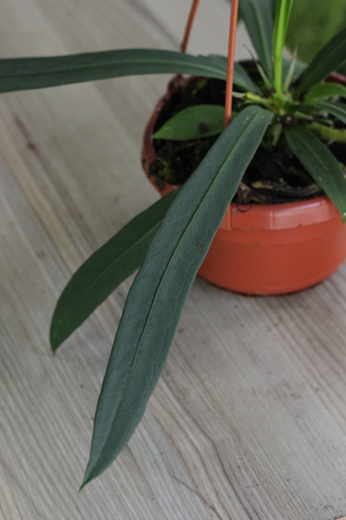 Anthurium Vittarifolium