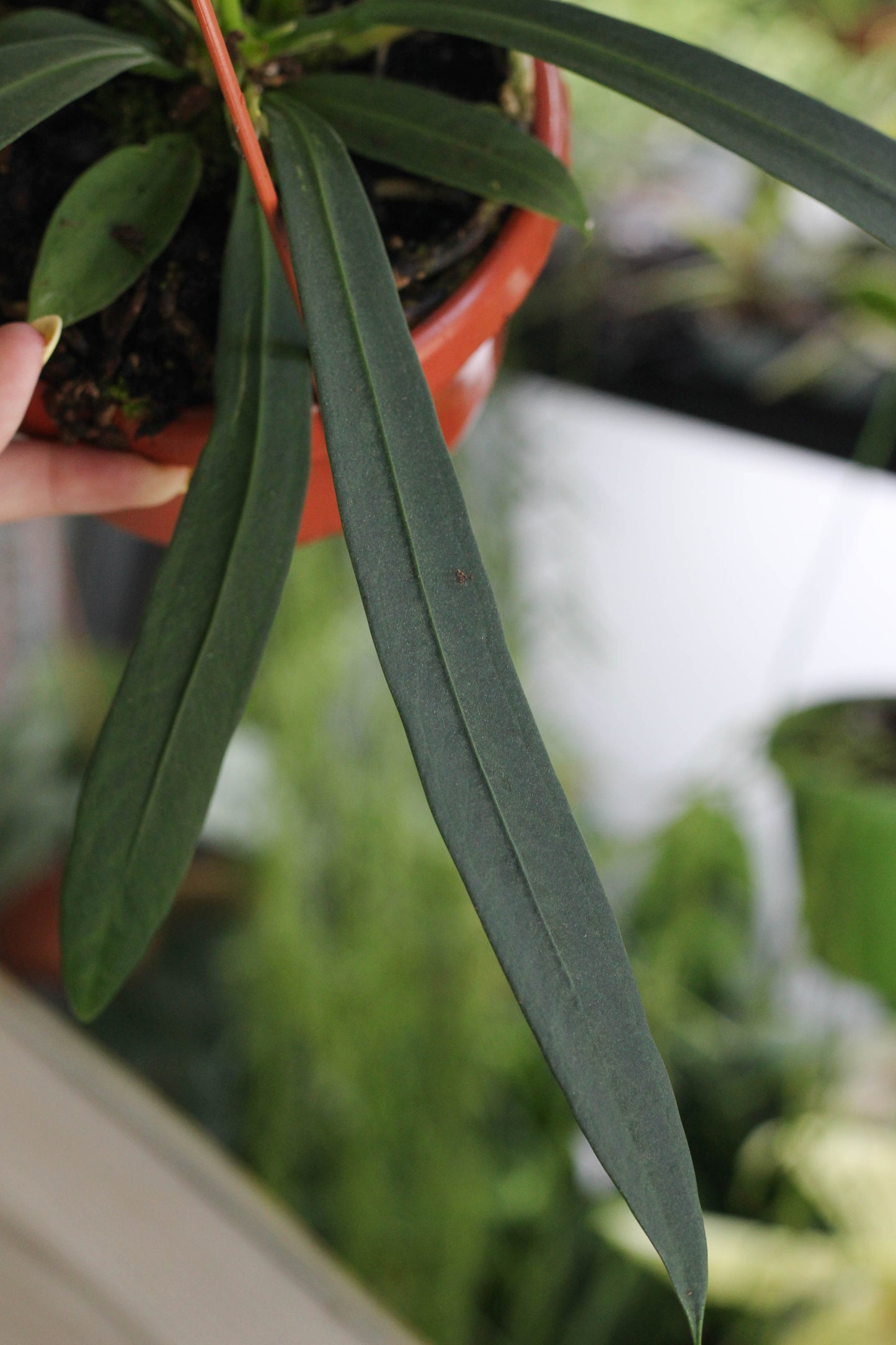 Anthurium Vittarifolium