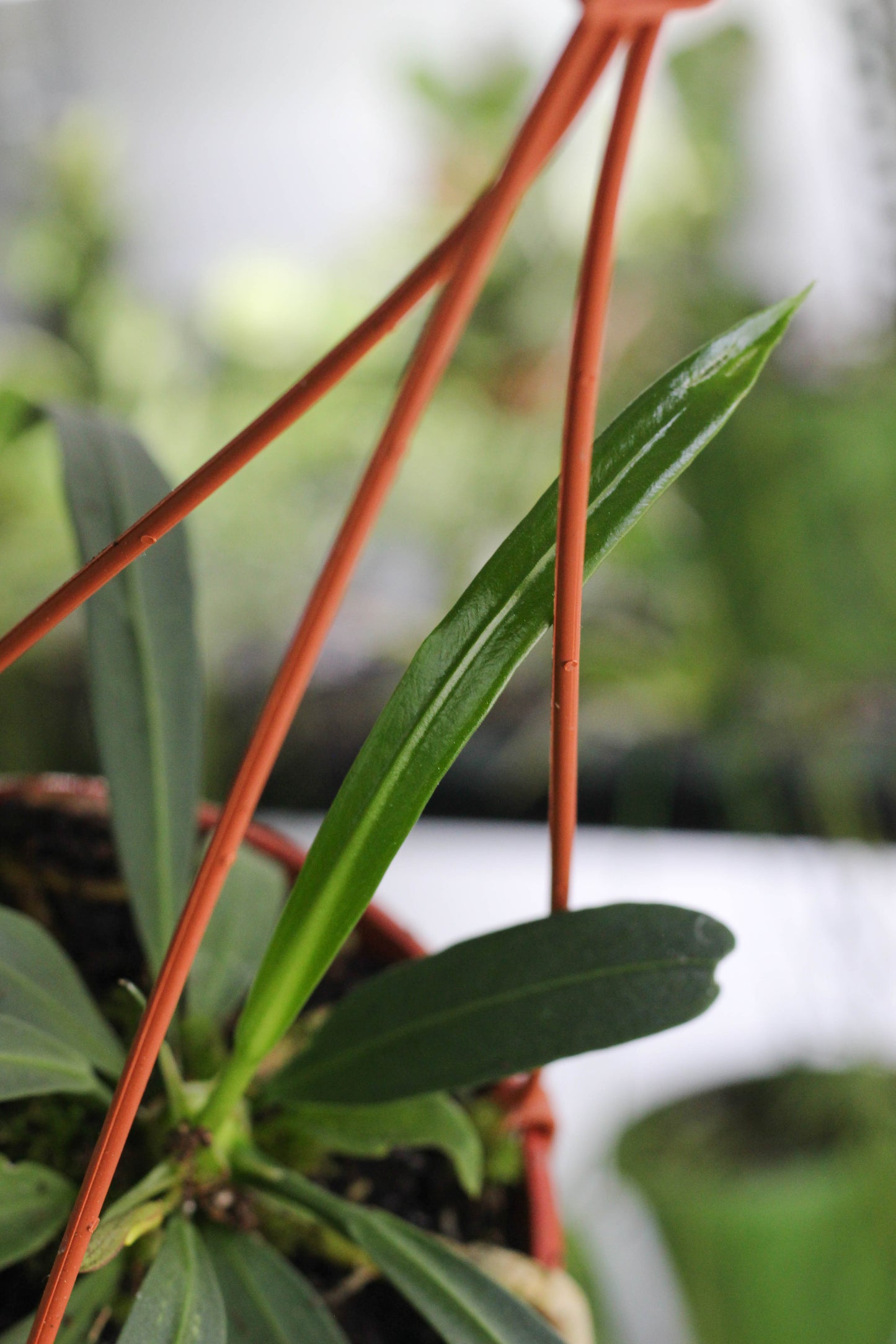 Anthurium Vittarifolium