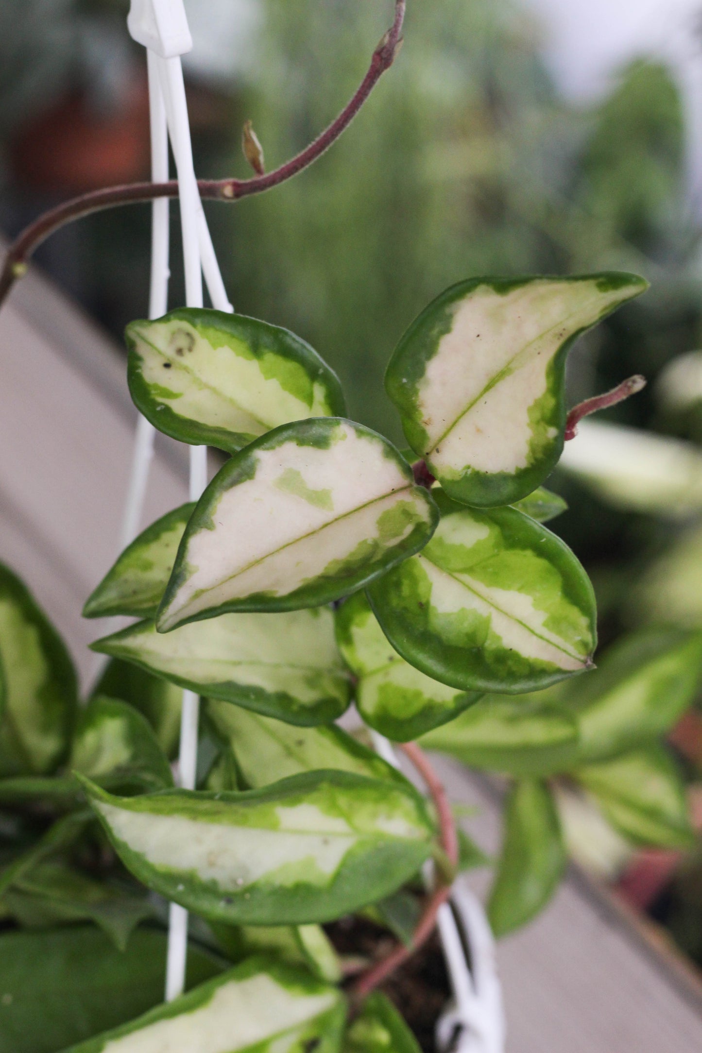 Hoya Carnosa Tricolor