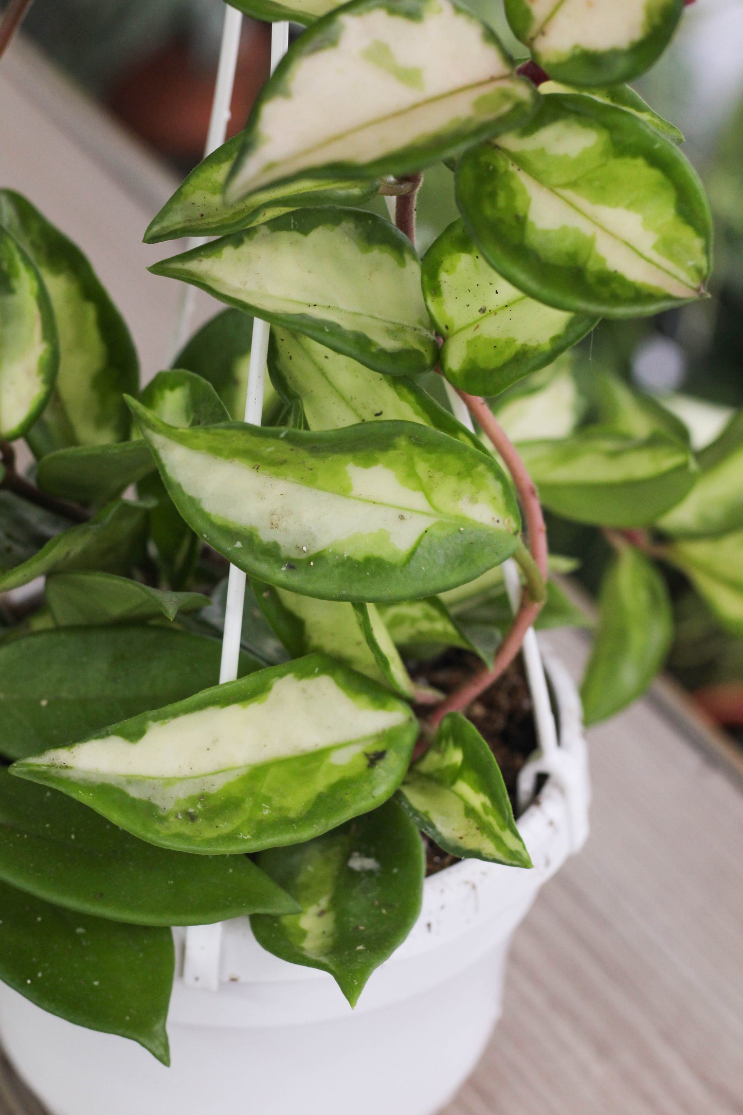 Hoya Carnosa Tricolor