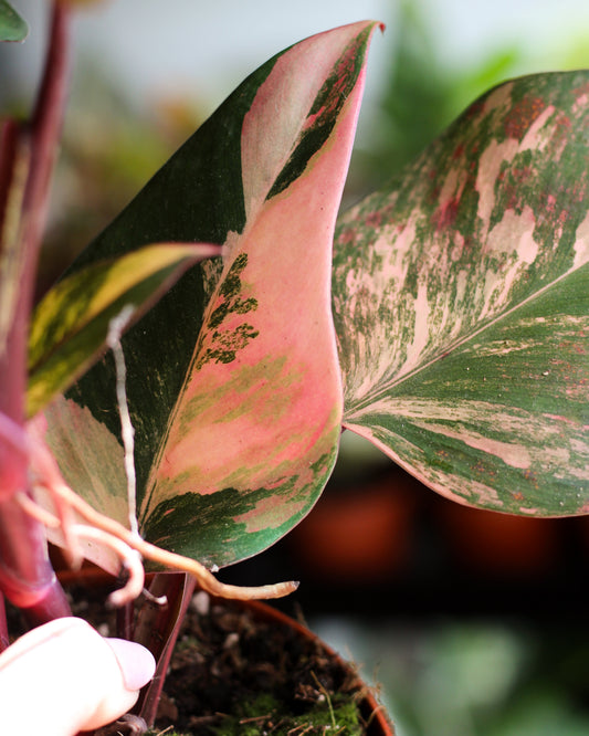 Philodendron Strawberry Shake large