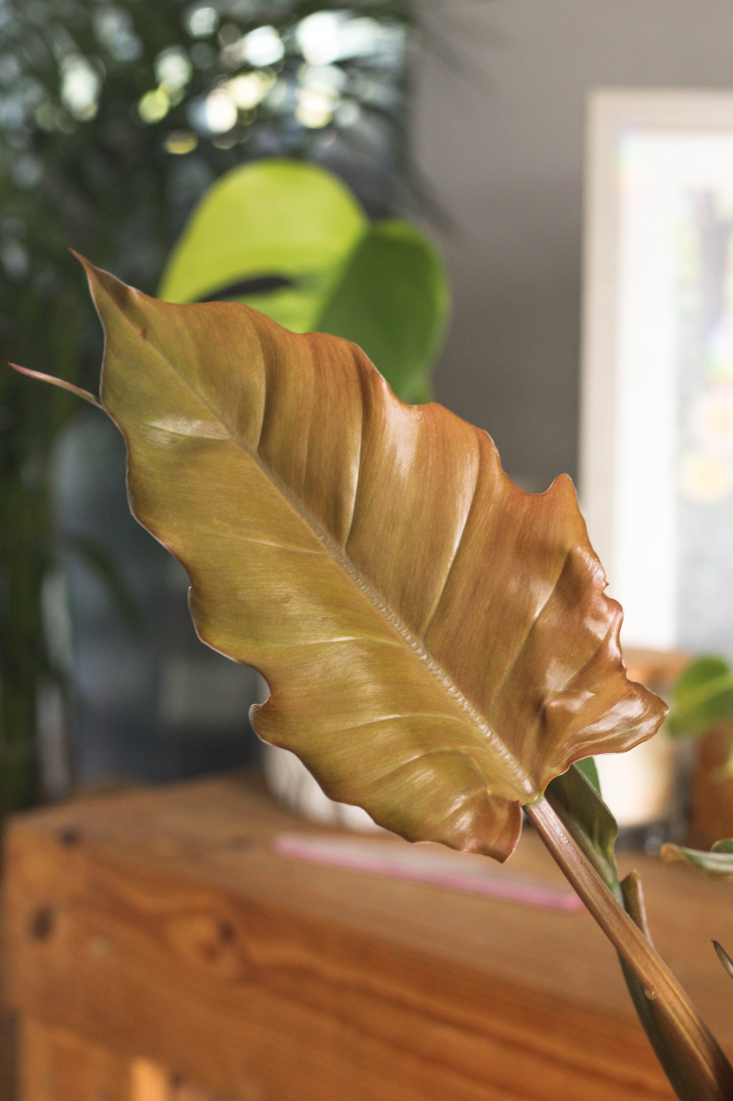 Philodendron Choco Empress