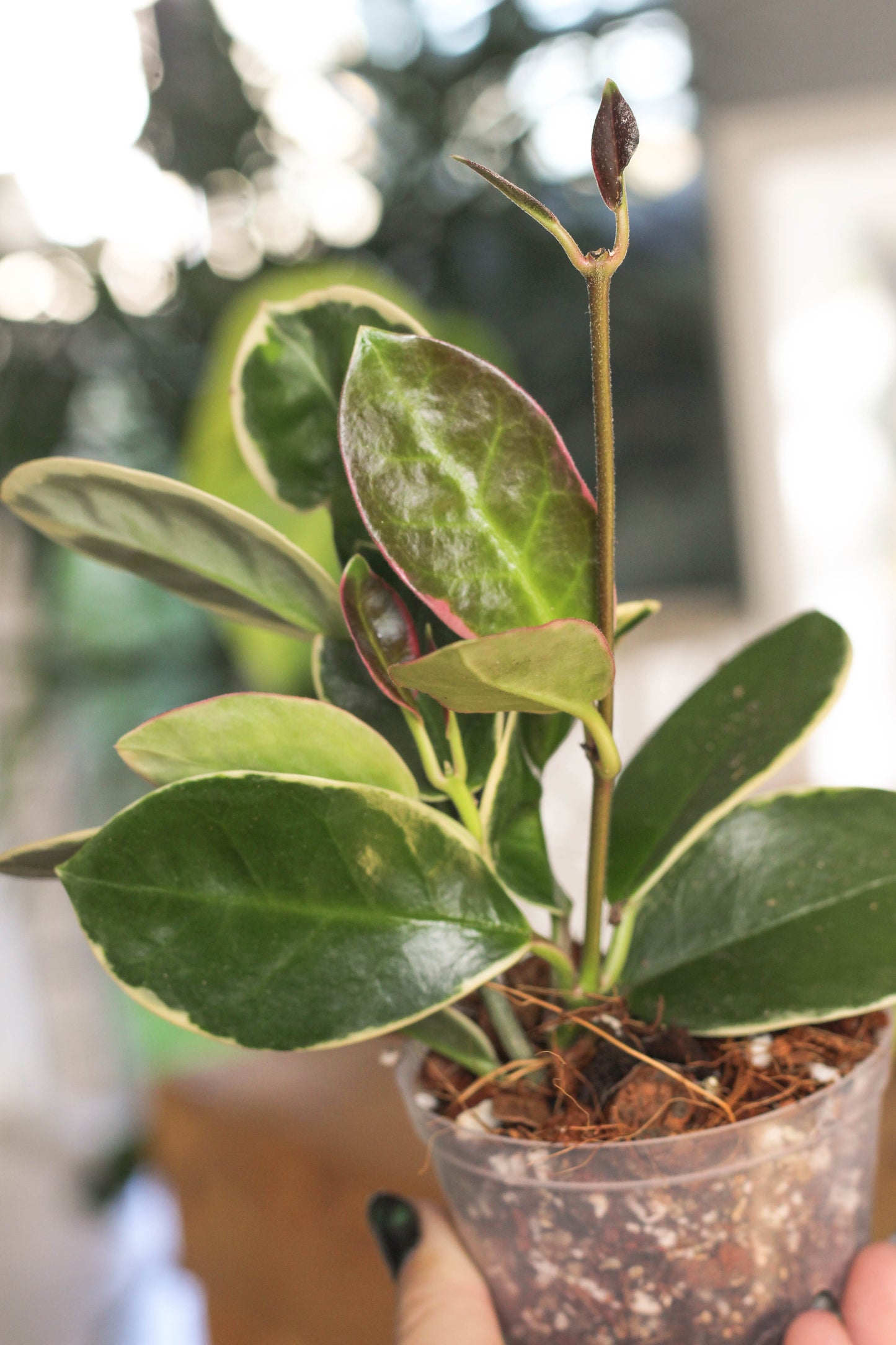 Hoya Australis Blondie