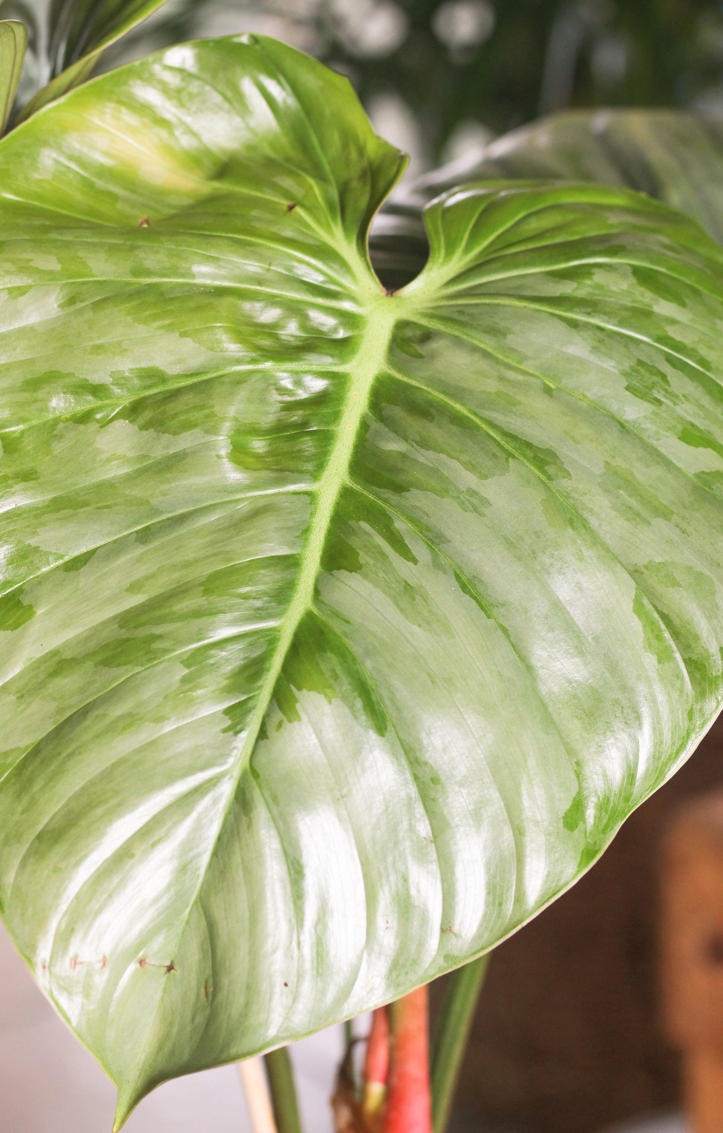 Philodendron Sodiroi (minor blemishes)