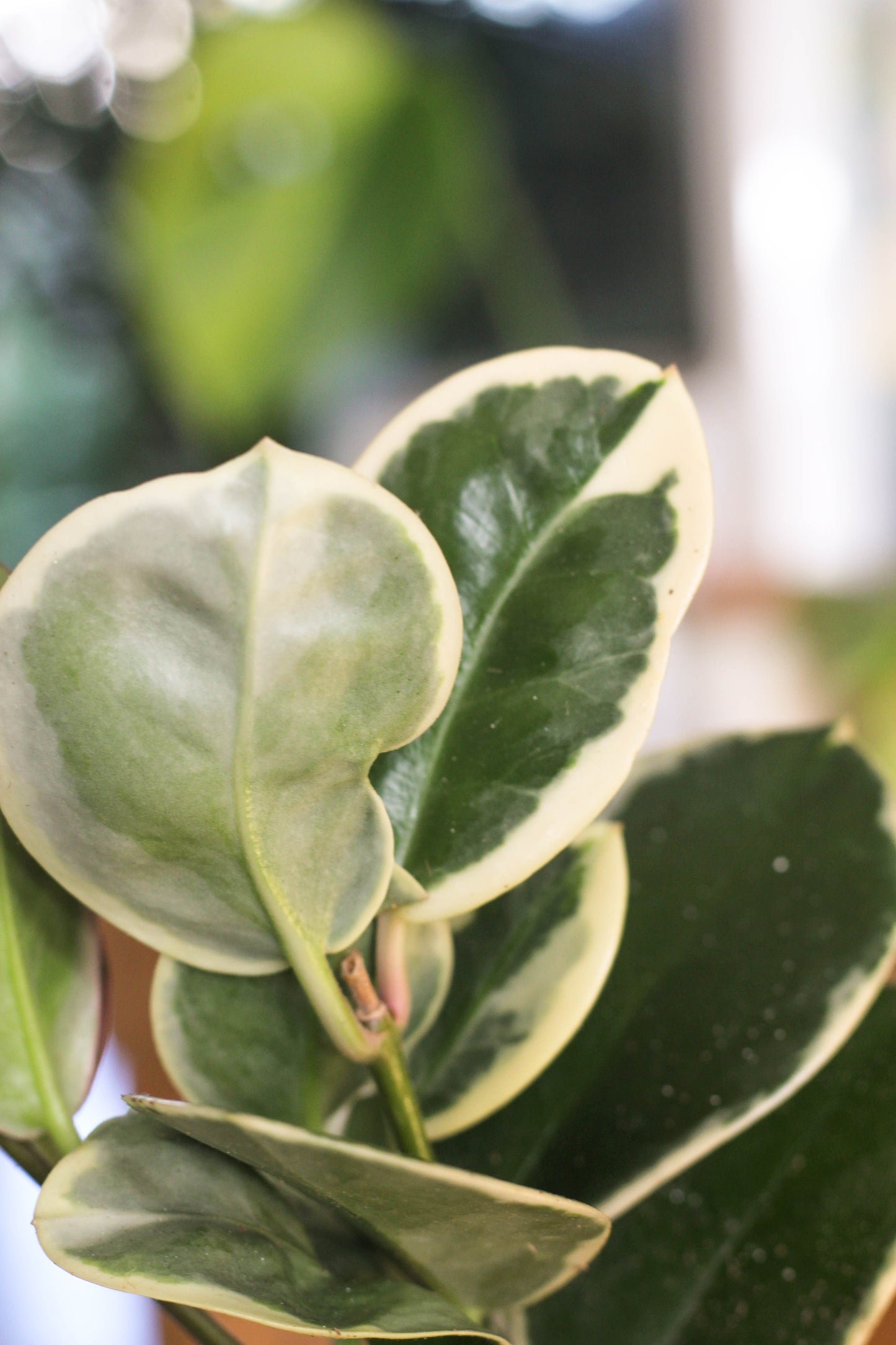 Hoya Australis Blondie