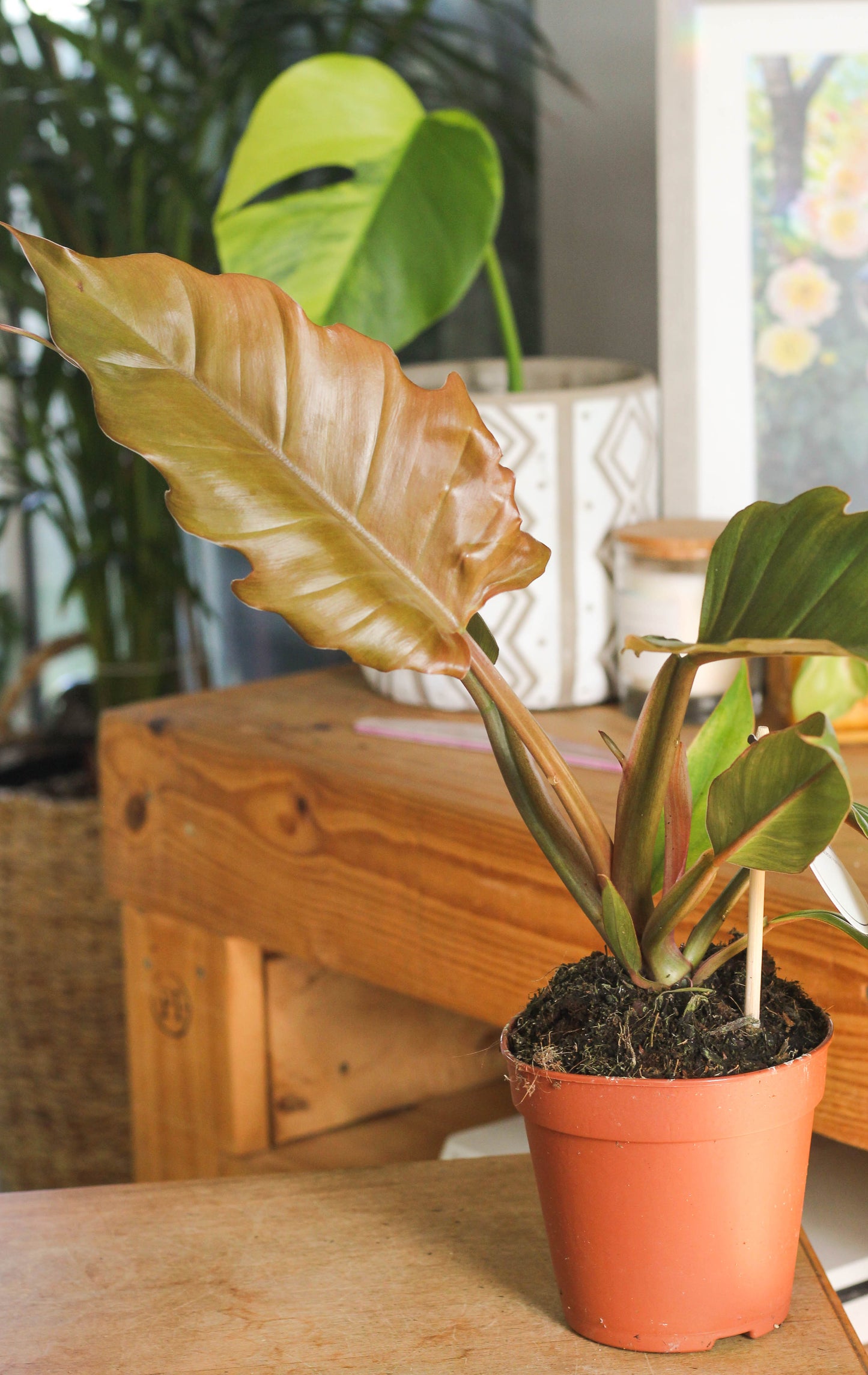 Philodendron Choco Empress