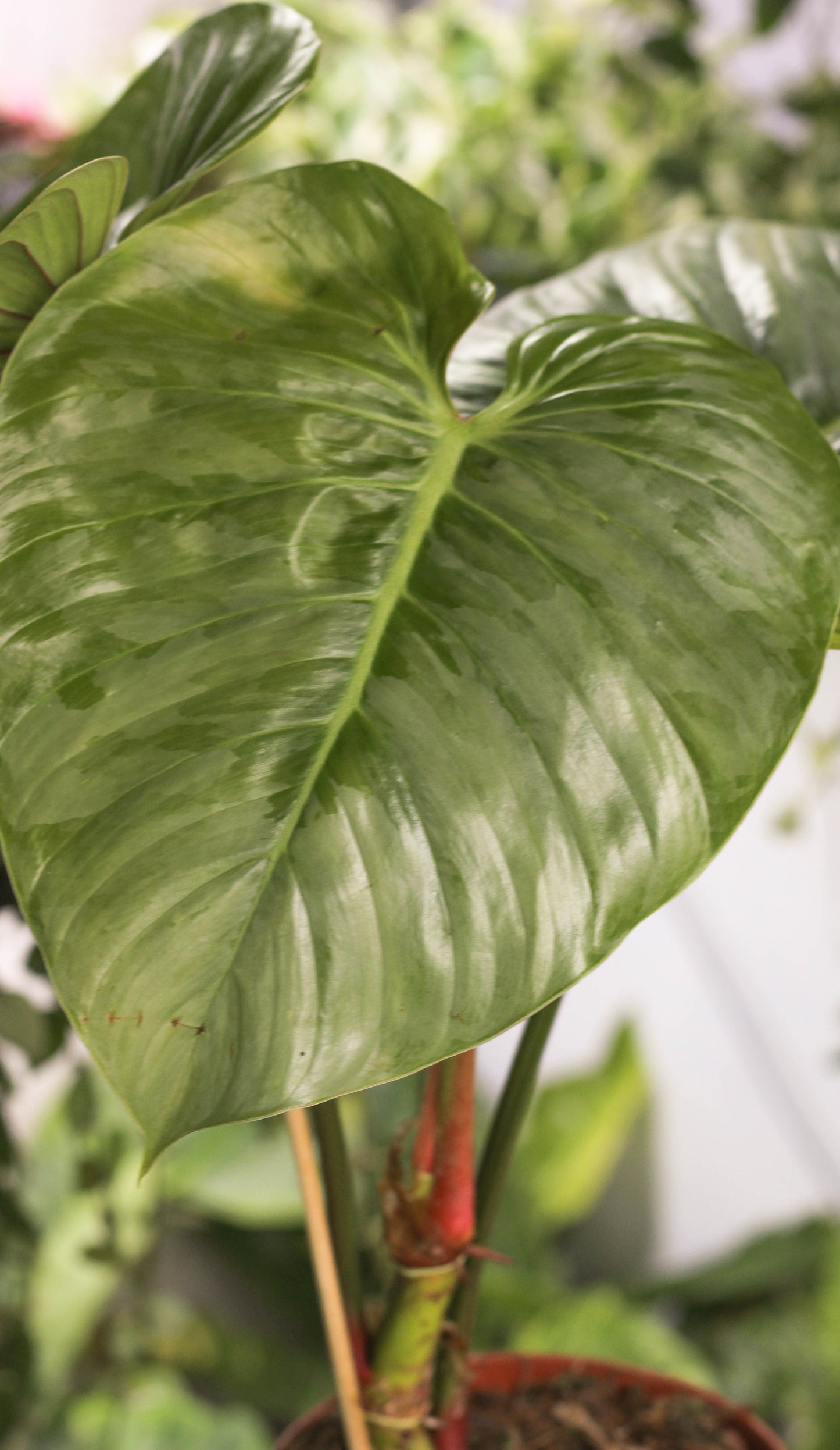Philodendron Sodiroi (minor blemishes)