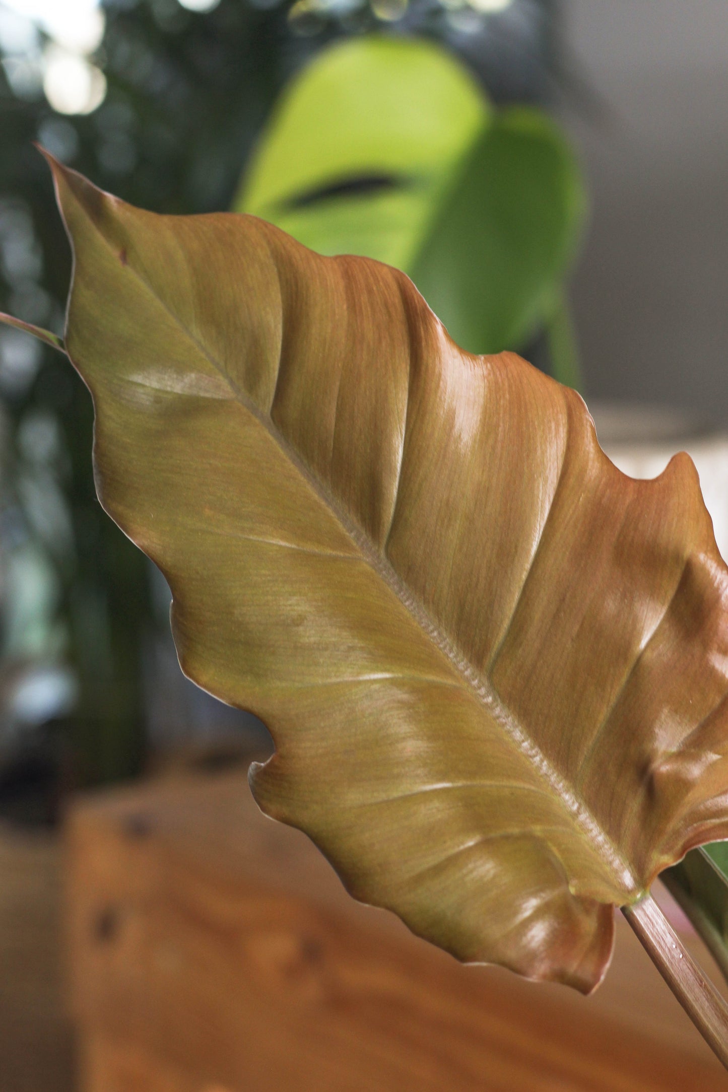 Philodendron Choco Empress