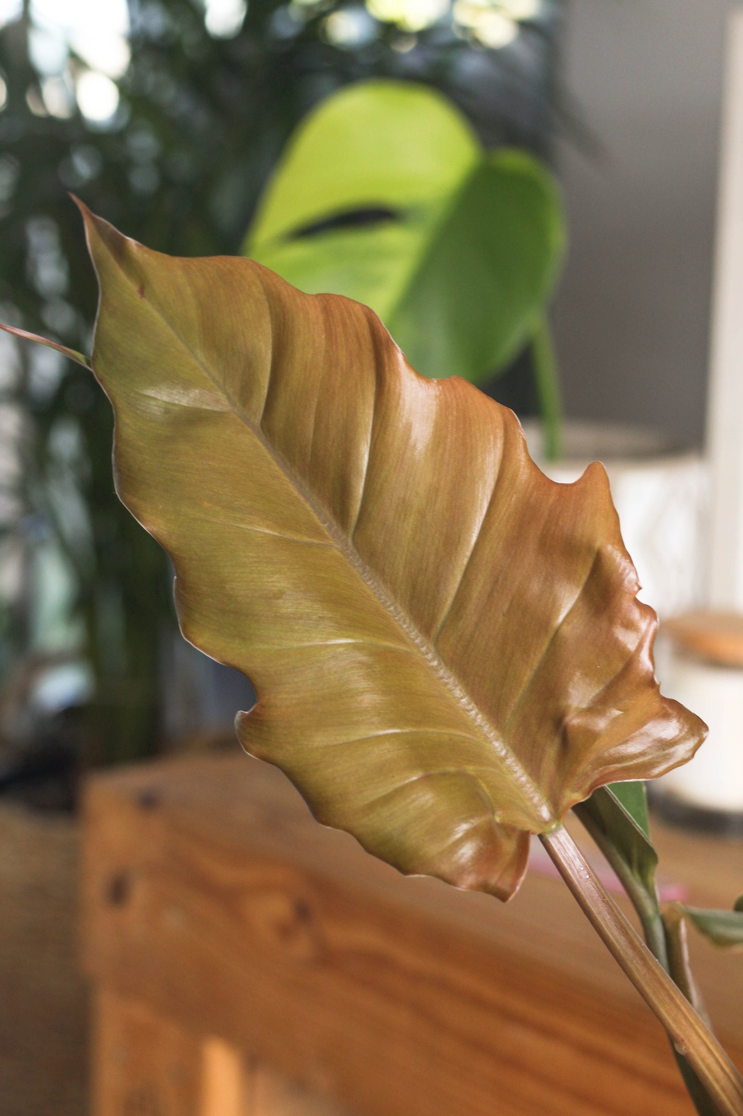 Philodendron Choco Empress