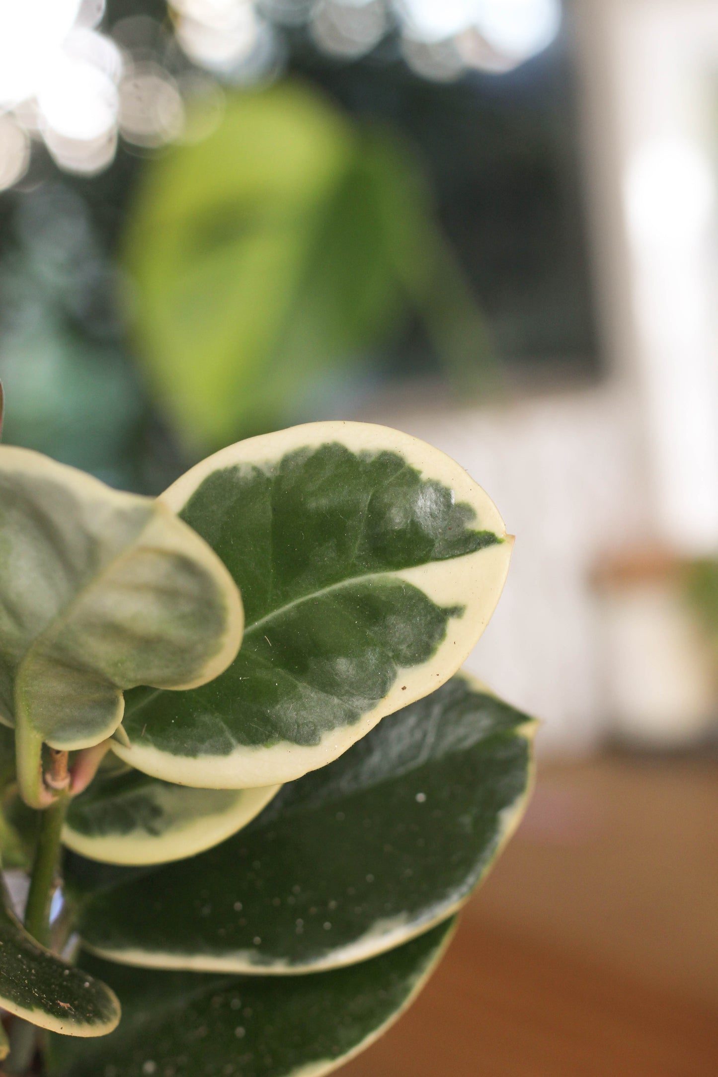 Hoya Australis Blondie