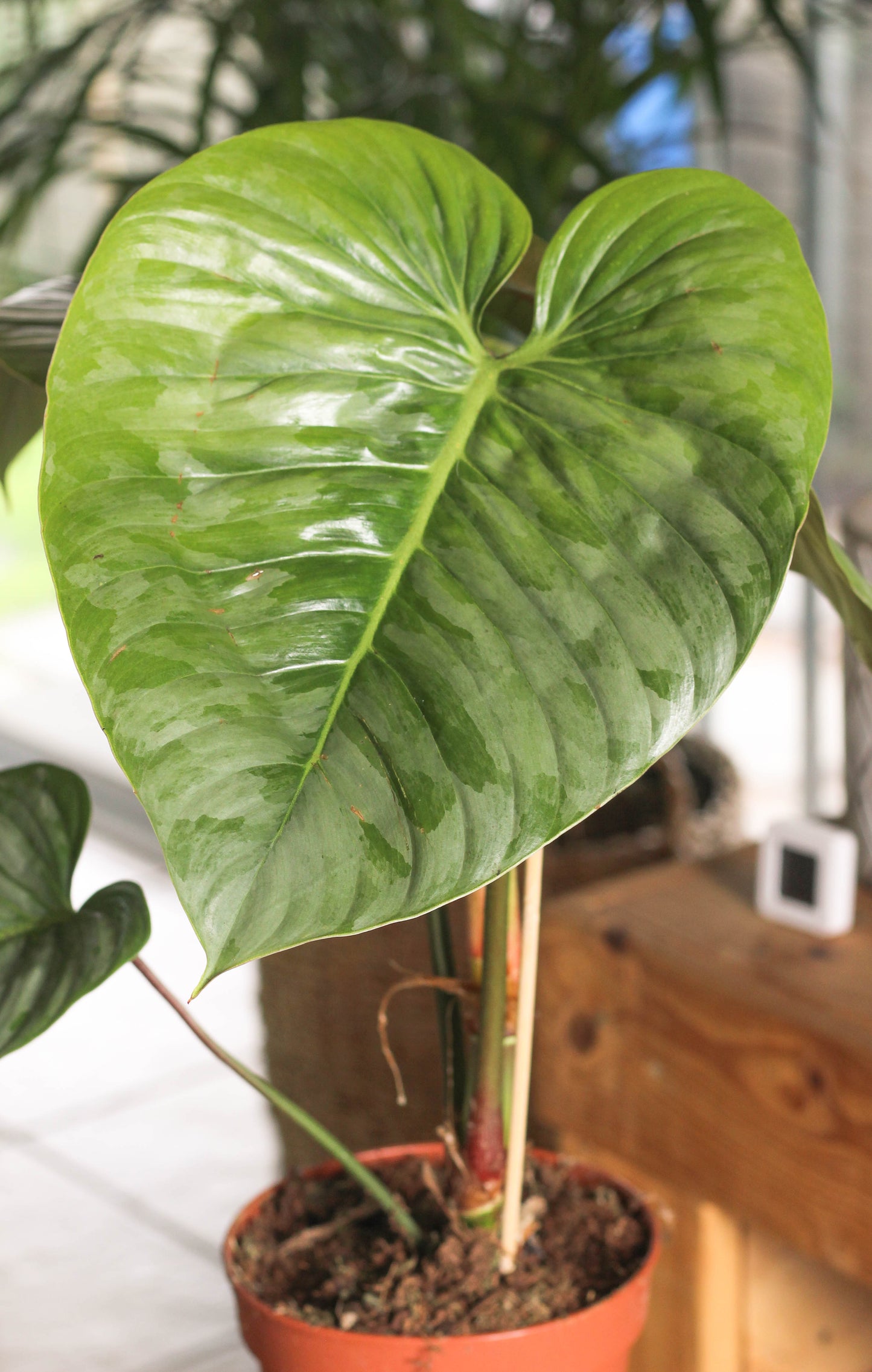 Philodendron Sodiroi (minor blemishes)