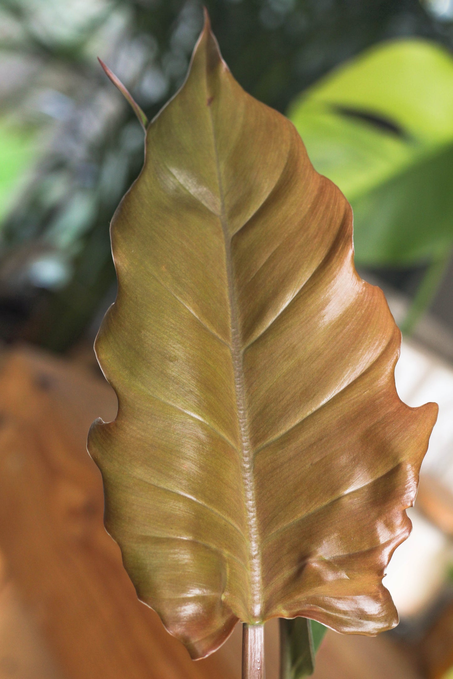 Philodendron Choco Empress