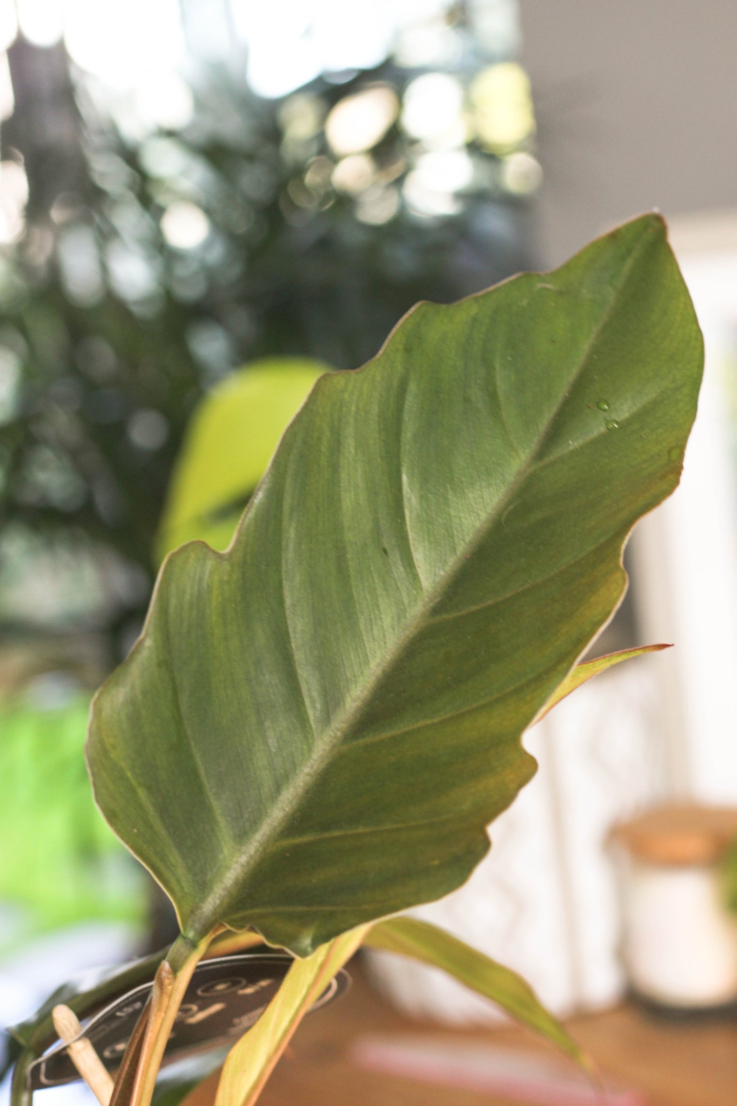 Philodendron Choco Empress