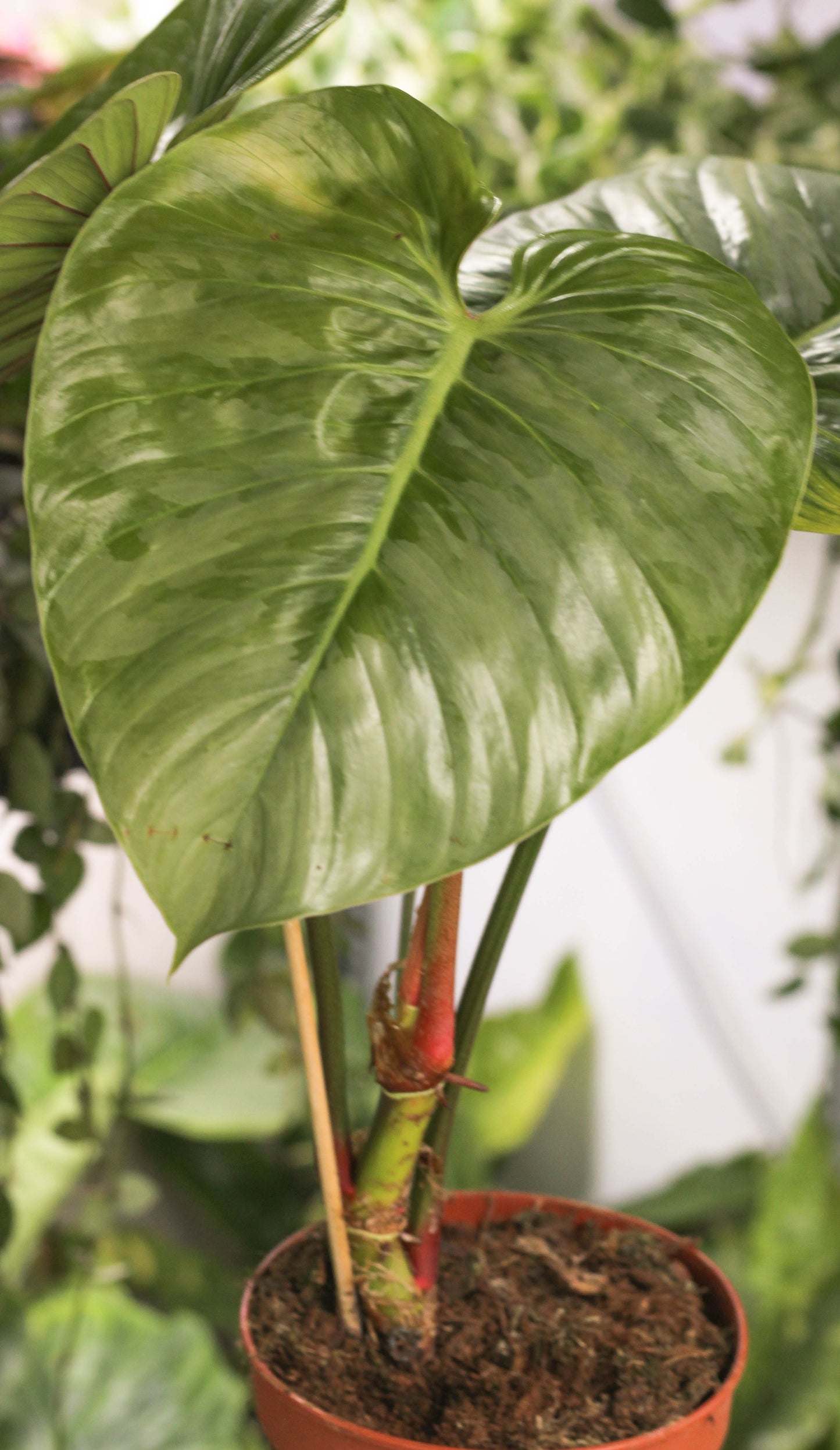 Philodendron Sodiroi (minor blemishes)