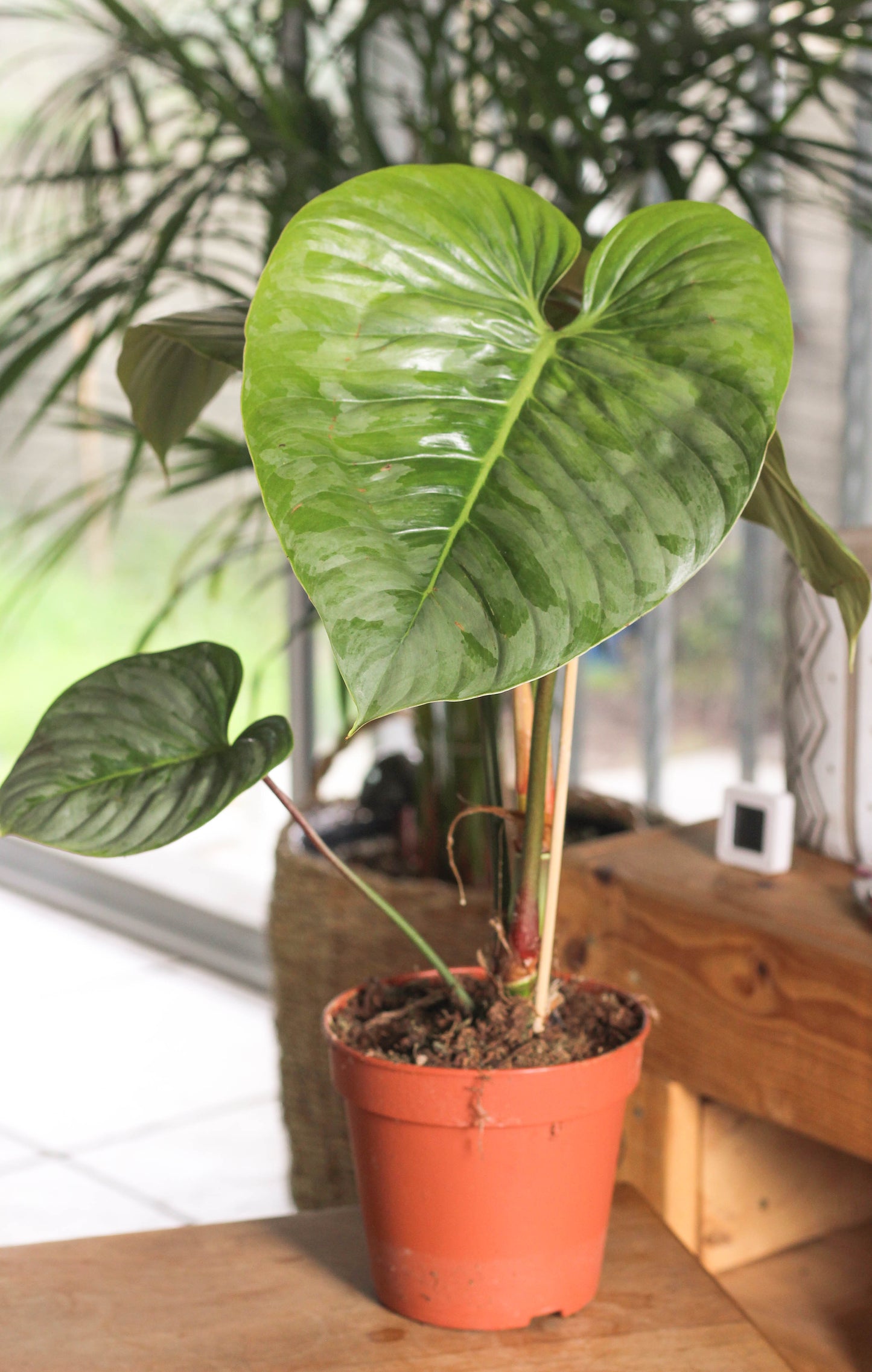 Philodendron Sodiroi (minor blemishes)