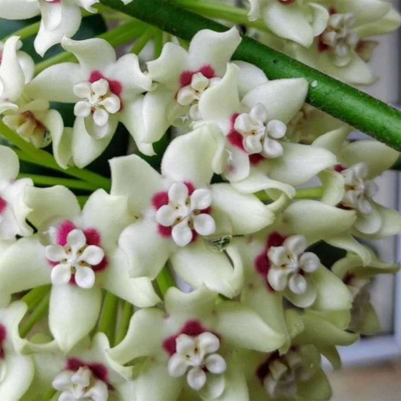 Hoya Australis Outer Variegated