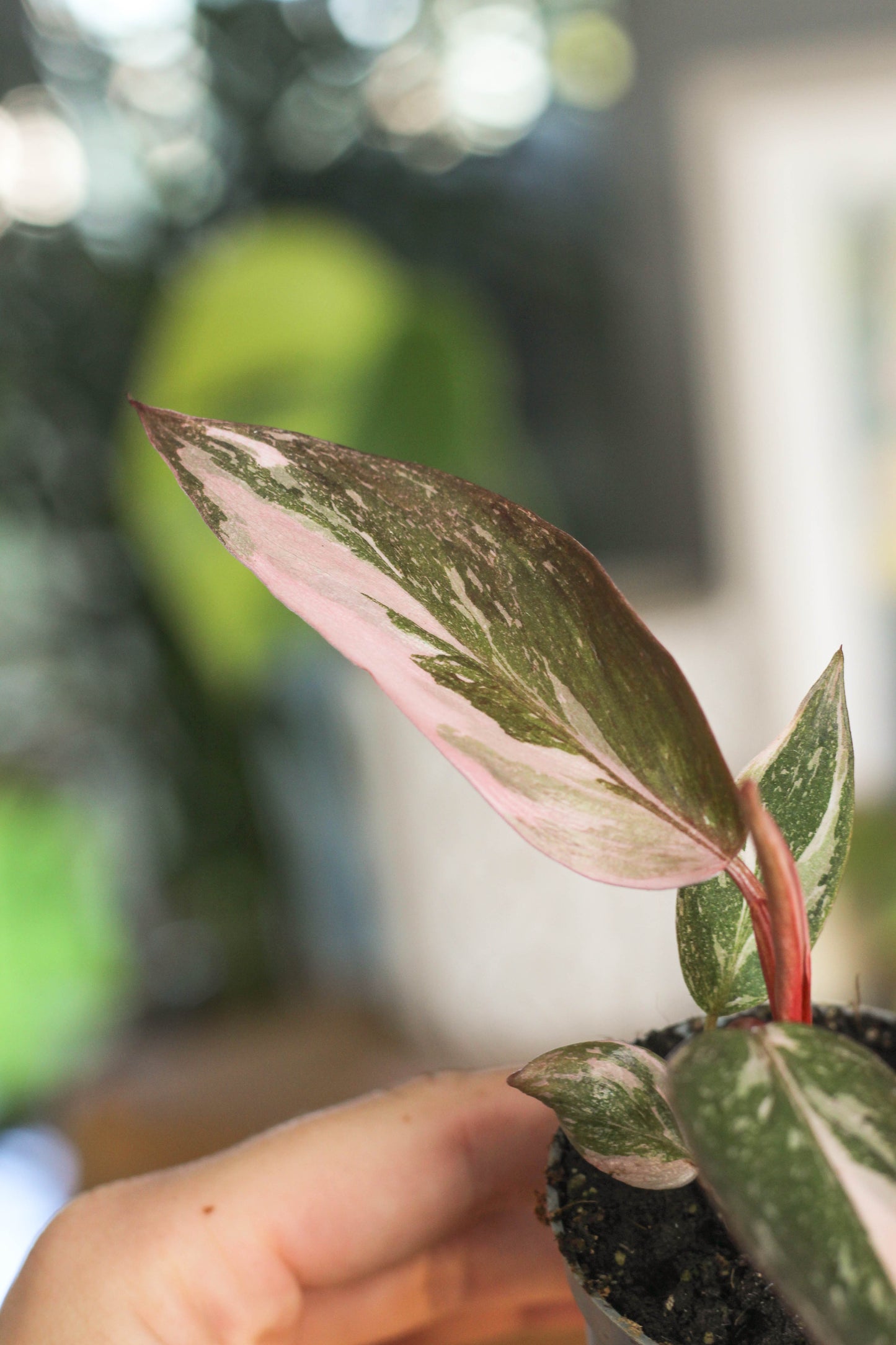 Philodendron Pink Princess Marble