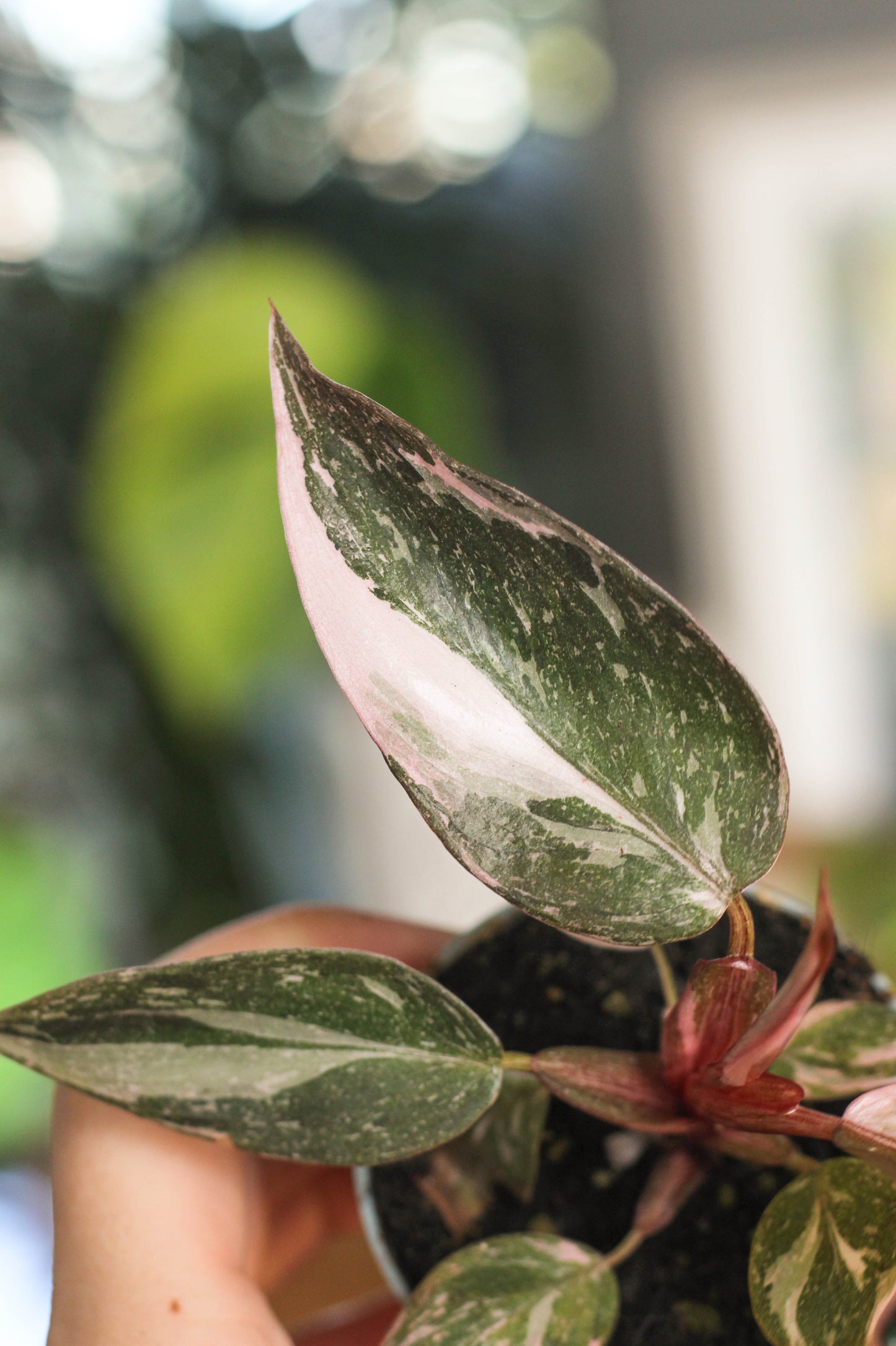 Philodendron Pink Princess Marble