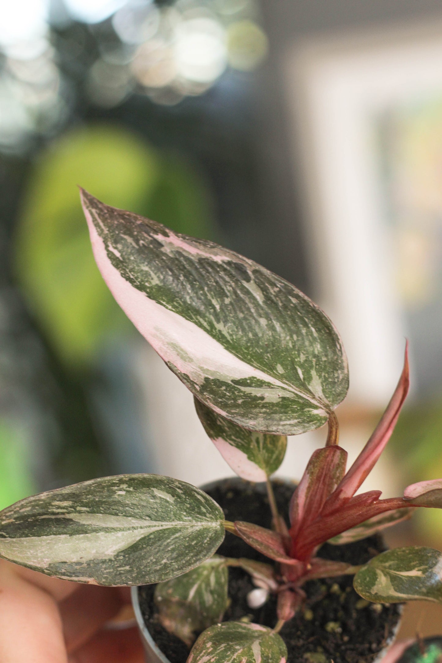 Philodendron Pink Princess Marble