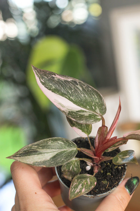 Philodendron Pink Princess Marble