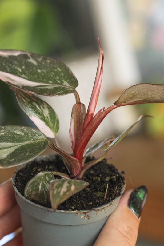 Philodendron Pink Princess Marble