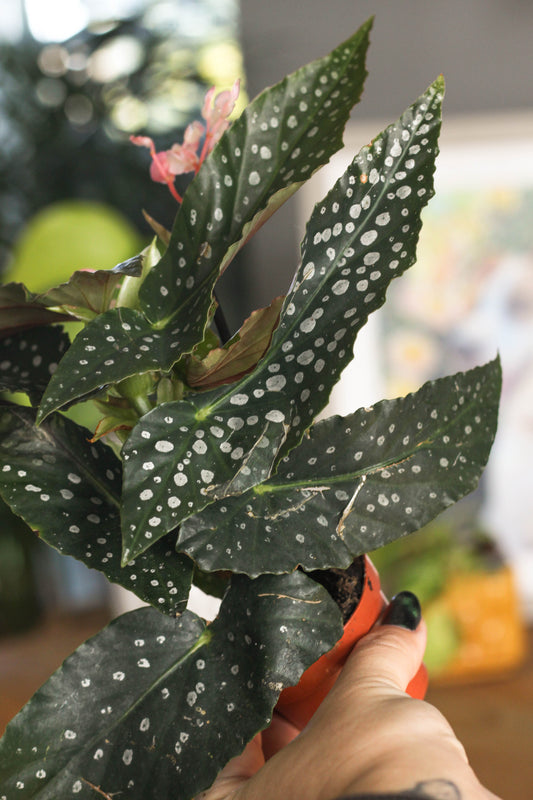 Begonia Silver Spot