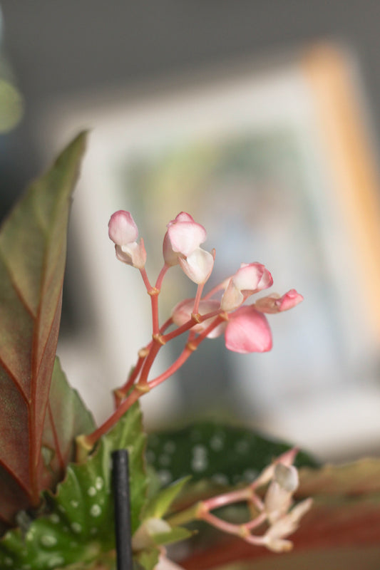 Begonia Silver Spot