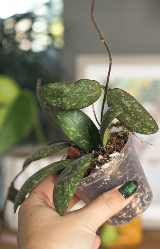 Hoya Sigillatis Borneo Round Form