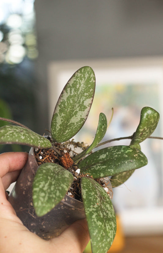 Hoya Sigillatis Borneo Round Form