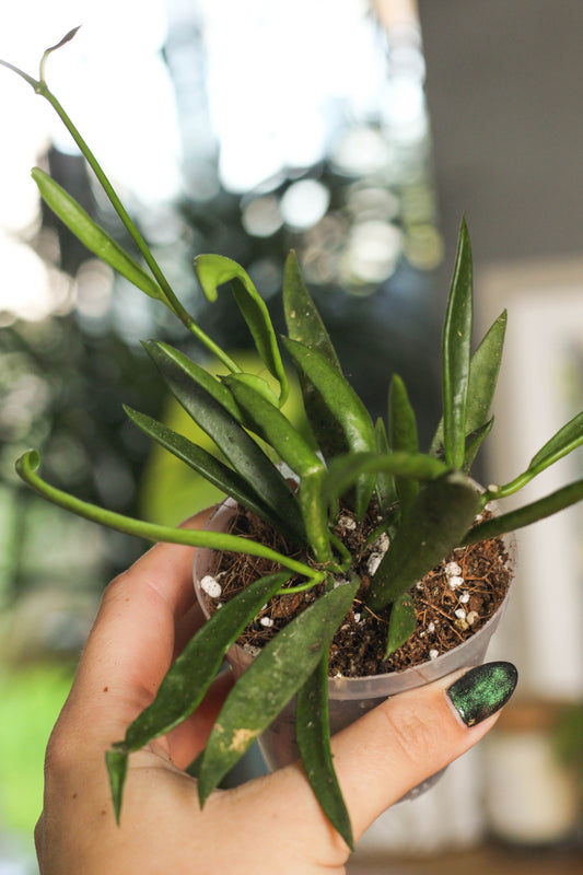 Hoya Longifolia