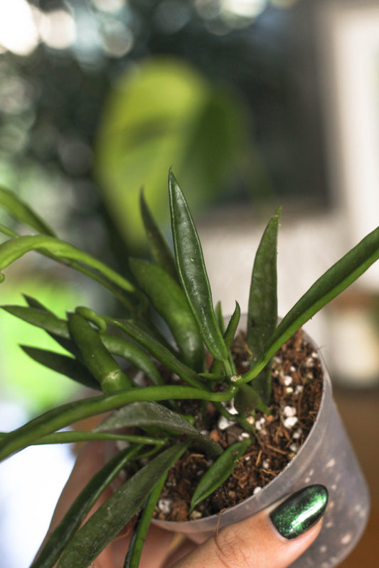 Hoya Longifolia