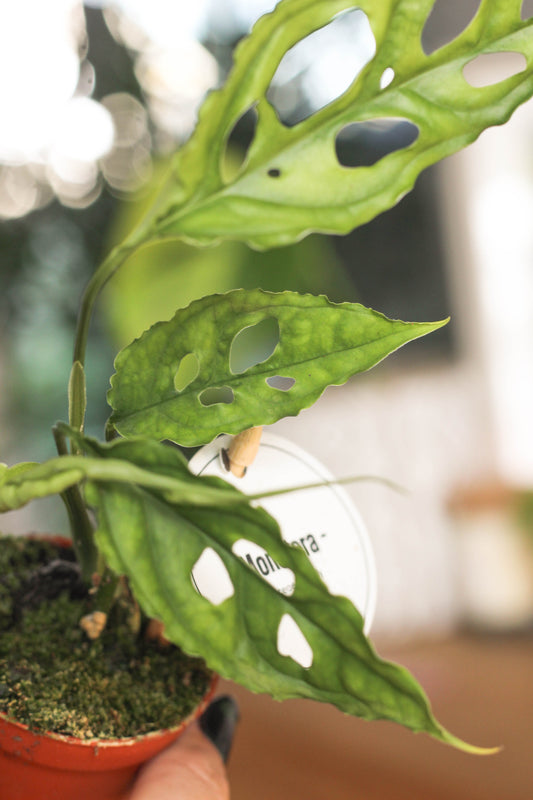 Monstera Obliqua