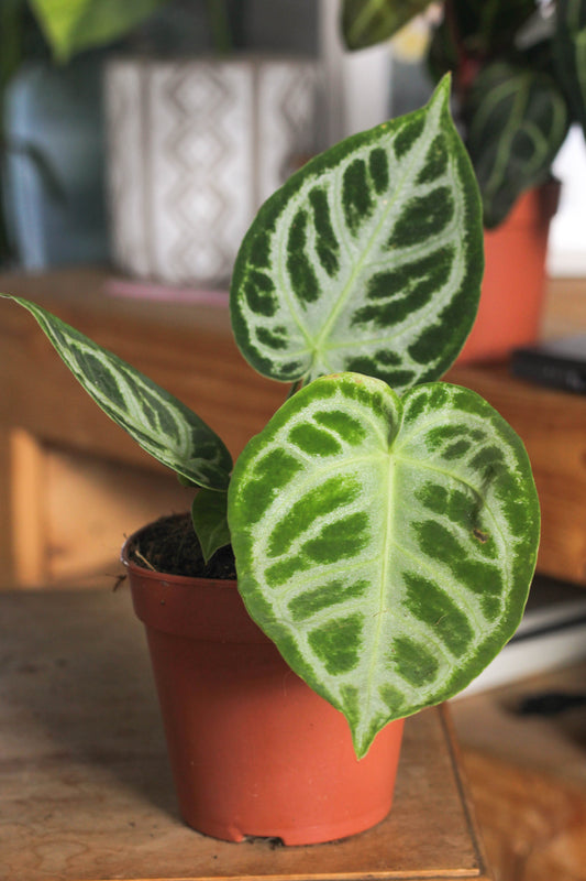 Anthurium Silverblush