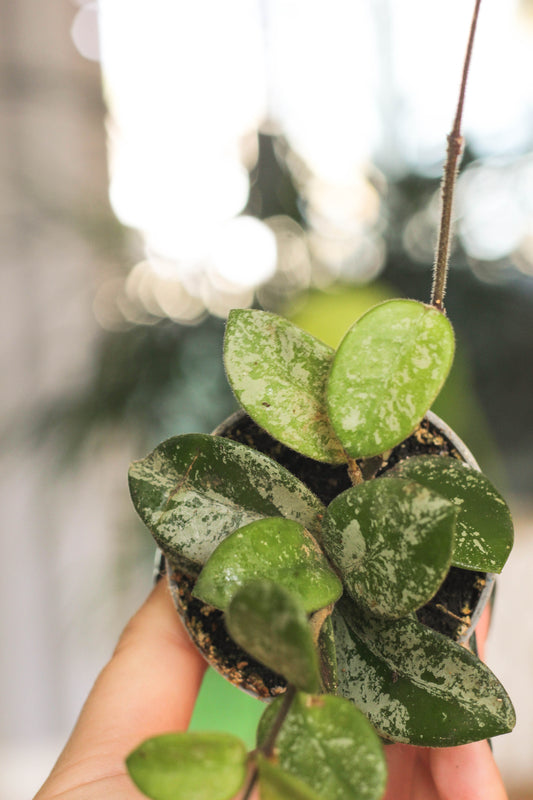 Hoya Matilde Splash