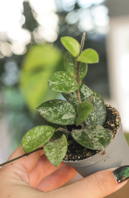 Hoya Matilde Splash