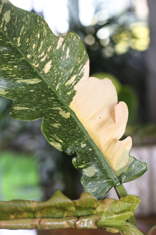 Philodendron Ring Of Fire
