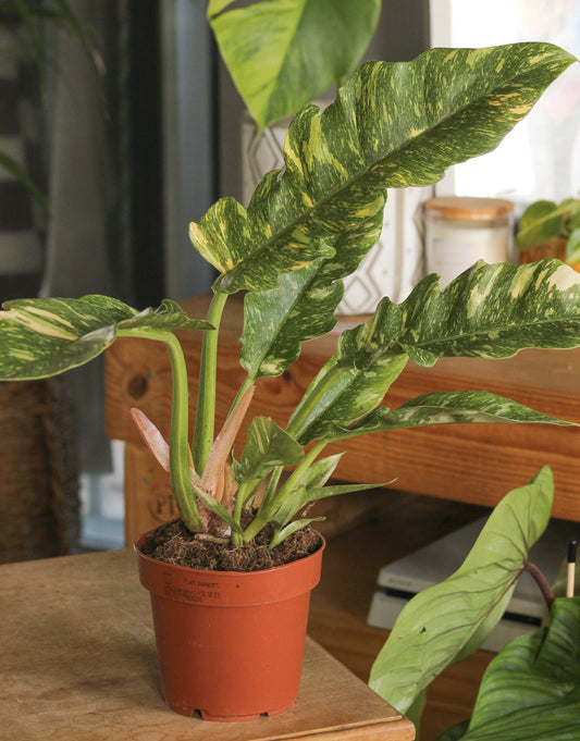 Philodendron Ring Of Fire